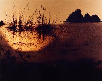 藏品(金雞司晨)的圖片