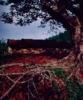 藏品(香火傳情系列)的圖片