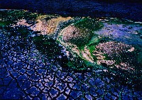 藏品(虱目魚的家系列)的圖片