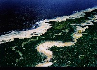 藏品(虱目魚的家系列)的圖片