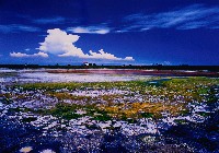 藏品(虱目魚的家系列)的圖片