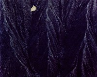 藏品(無名)的圖片