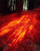 藏品(彩竹的故鄉系列-1997年5月 龍崎水坑)的圖片