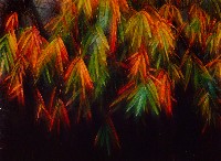 藏品(彩竹的故鄉系列-1997年2月 龍崎龍船窩)的圖片