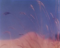 藏品(秋色)的圖片