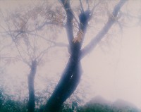 藏品(秋晨)的圖片