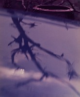 藏品(雨後)的圖片