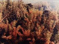藏品(無名)的圖片