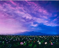 藏品(荷花大景)的圖片