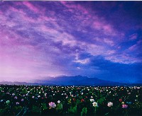 藏品(荷花大景)的圖片