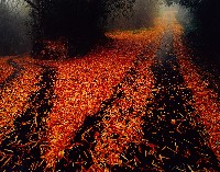 藏品(彩竹的故鄉系列-1998年3月 龍崎烏山頭)的圖片