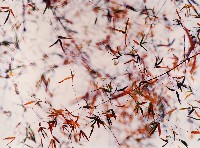 藏品(彩竹的故鄉系列-1998年3月 龍崎龍船窩)的圖片