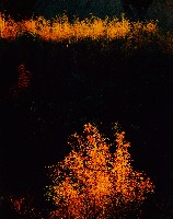 藏品(彩竹的故鄉系列-1996年3月 左鎮三丘園)的圖片