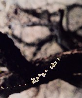 藏品(無名)的圖片