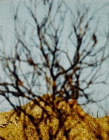 藏品(無名)的圖片