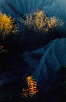 藏品(彩竹的故鄉)的圖片