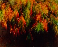 藏品(彩竹的故鄉系列-1997年2月 龍崎龍船窩)的圖片