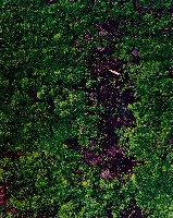 藏品(無名)的圖片