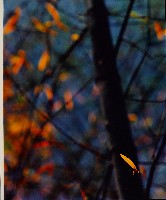 藏品(無名)的圖片