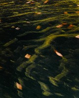 藏品(彩竹的故鄉系列-1996年12月 田寮古亭)的圖片