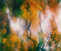 藏品(無名)的圖片