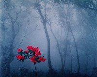 藏品(無名)的圖片