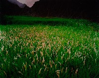 藏品(無名)的圖片