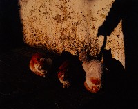 藏品(無名)的圖片