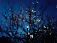 藏品(無名)的圖片