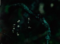 藏品(無名)的圖片