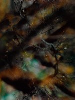 藏品(無名)的圖片