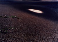 藏品(生生不息)的圖片