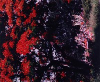 藏品(無名)的圖片