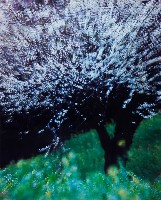 藏品(無名)的圖片