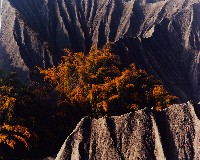 藏品(無名)的圖片