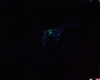 藏品(無名)的圖片