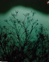 藏品(無名)的圖片