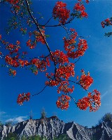 藏品(無名)的圖片