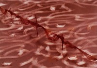 藏品(悠)的圖片