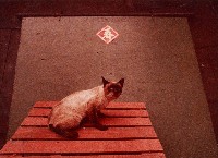 藏品(貓)的圖片