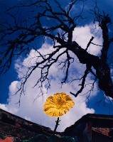 藏品(無名)的圖片