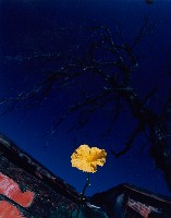 藏品(無名)的圖片