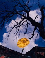 藏品(無名)的圖片