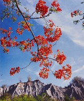 藏品(無名)的圖片