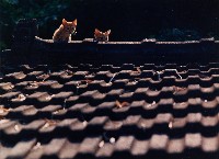 藏品(無名)的圖片