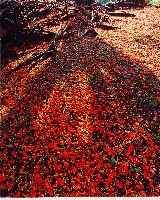 藏品(無名)的圖片