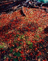 藏品(昱花落時)的圖片