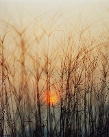 藏品(晨曦)的圖片