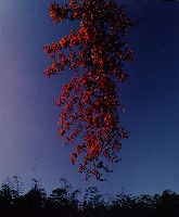 藏品(彩竹的故鄉系列)的圖片