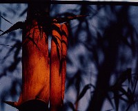 藏品(彩竹的故鄉系列)的圖片